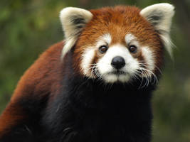 Red Panda Fresh Start 2