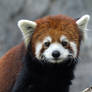 Red Panda Fresh Start 4