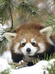 Red Panda New Life 3 by KodaSilverwing