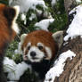 One Two Three on Red Panda