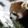 Red Panda New Life 9