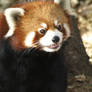 Red Panda Chilly Frost 4