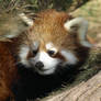 Red Panda Chilly Frost 8