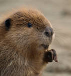 Little Beaver Field Fun 7 by KodaSilverwing