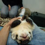 Brother Badger