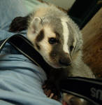 Brother Badger 2 by KodaSilverwing