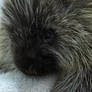 Little Porcupine 4