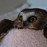 Wheatley the Saw Whet Owl