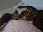 Wheatley the Saw Whet Owl by KodaSilverwing