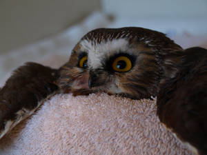 Wheatley the Saw Whet Owl