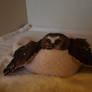 Wheatley the Saw Whet Owl 2