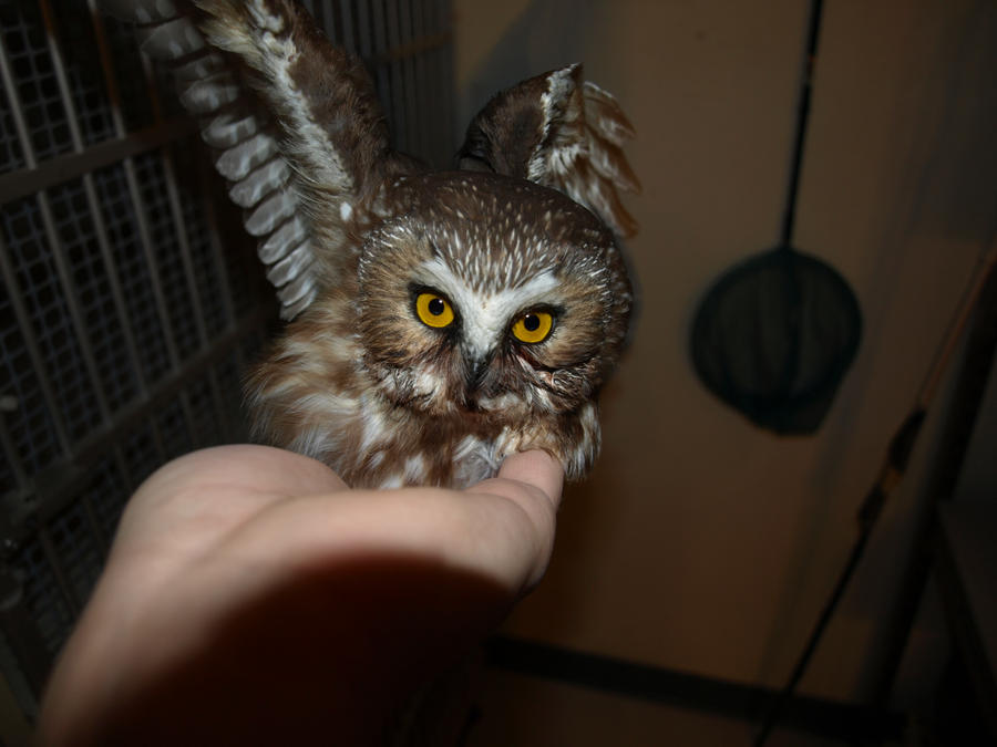Wheatley the Saw Whet Owl 3