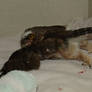 Wheatley the Saw Whet Owl 4