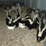Little Skunks