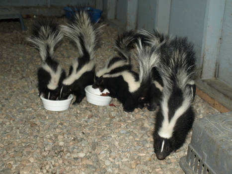 Little Skunks