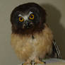 Orestes the Saw Whet Owl