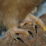 Orestes the Saw Whet Owl's Feet