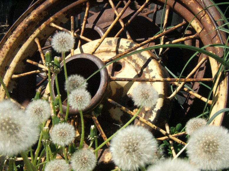 Overgrown wheel