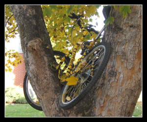 Tree Bike