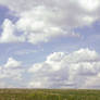 Dandelion Field