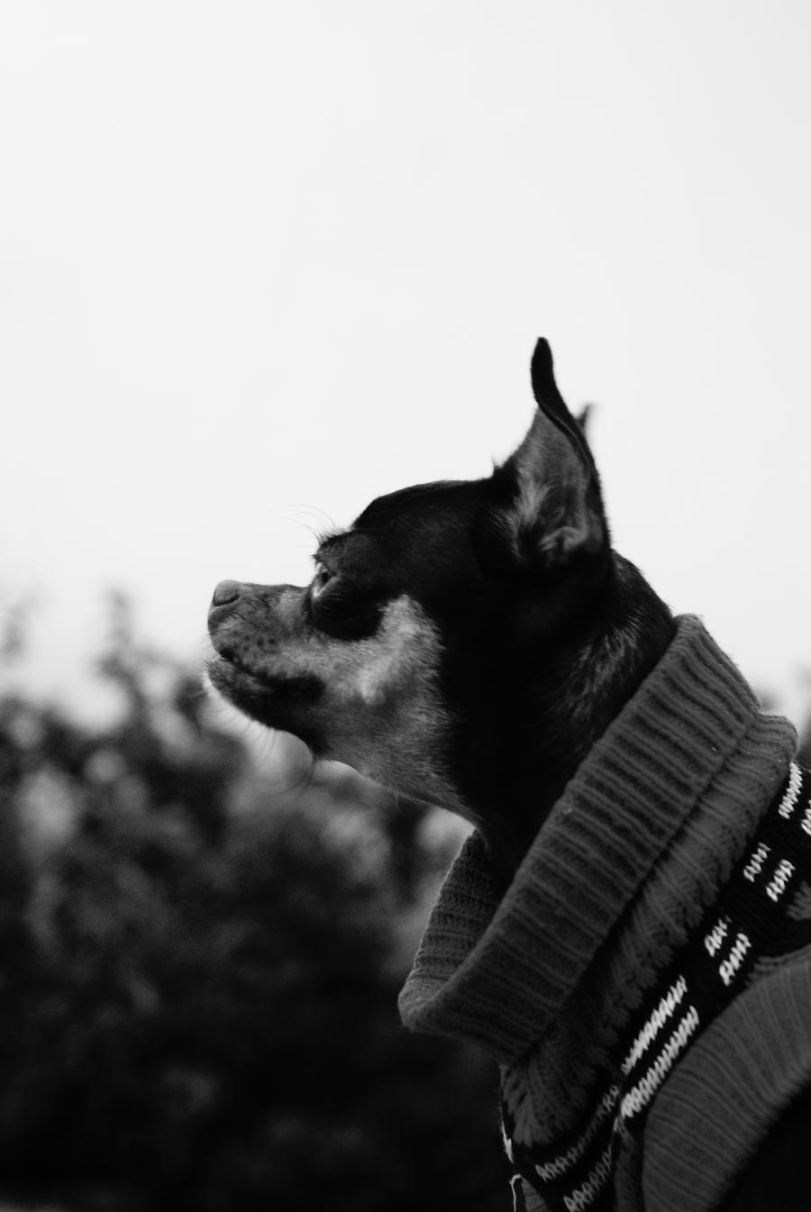 Perro Guardian by Titillas on DeviantArt