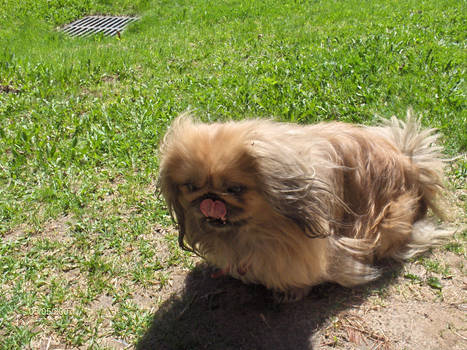 Dog - Pekingese 1