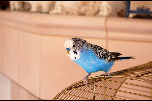 Budgie