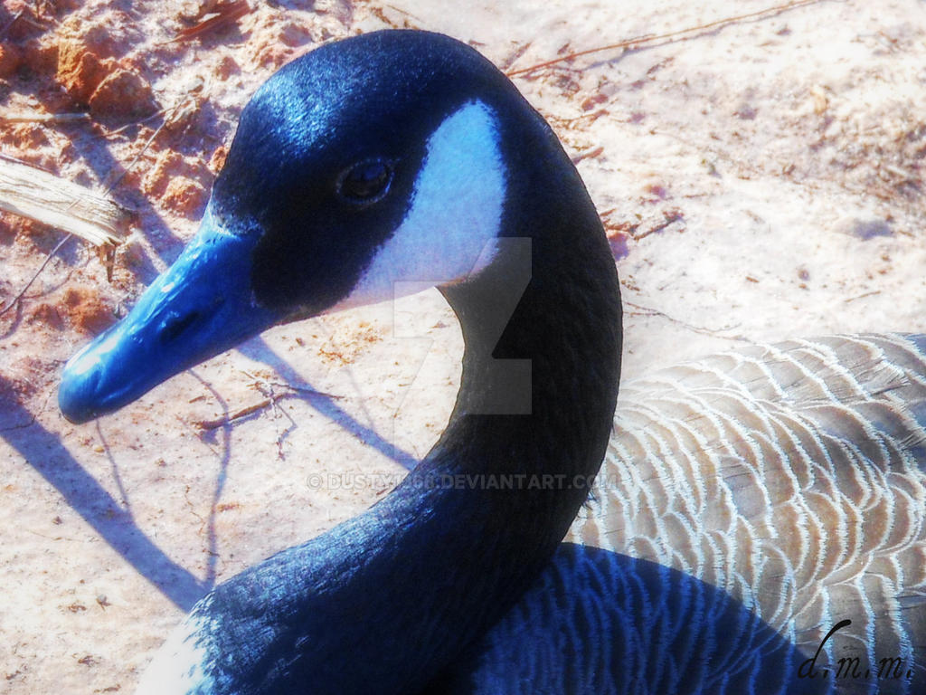 Deviantart Goosed Goose by Dusty1368 on DeviantArt
