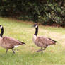 Dance of the Geese 2