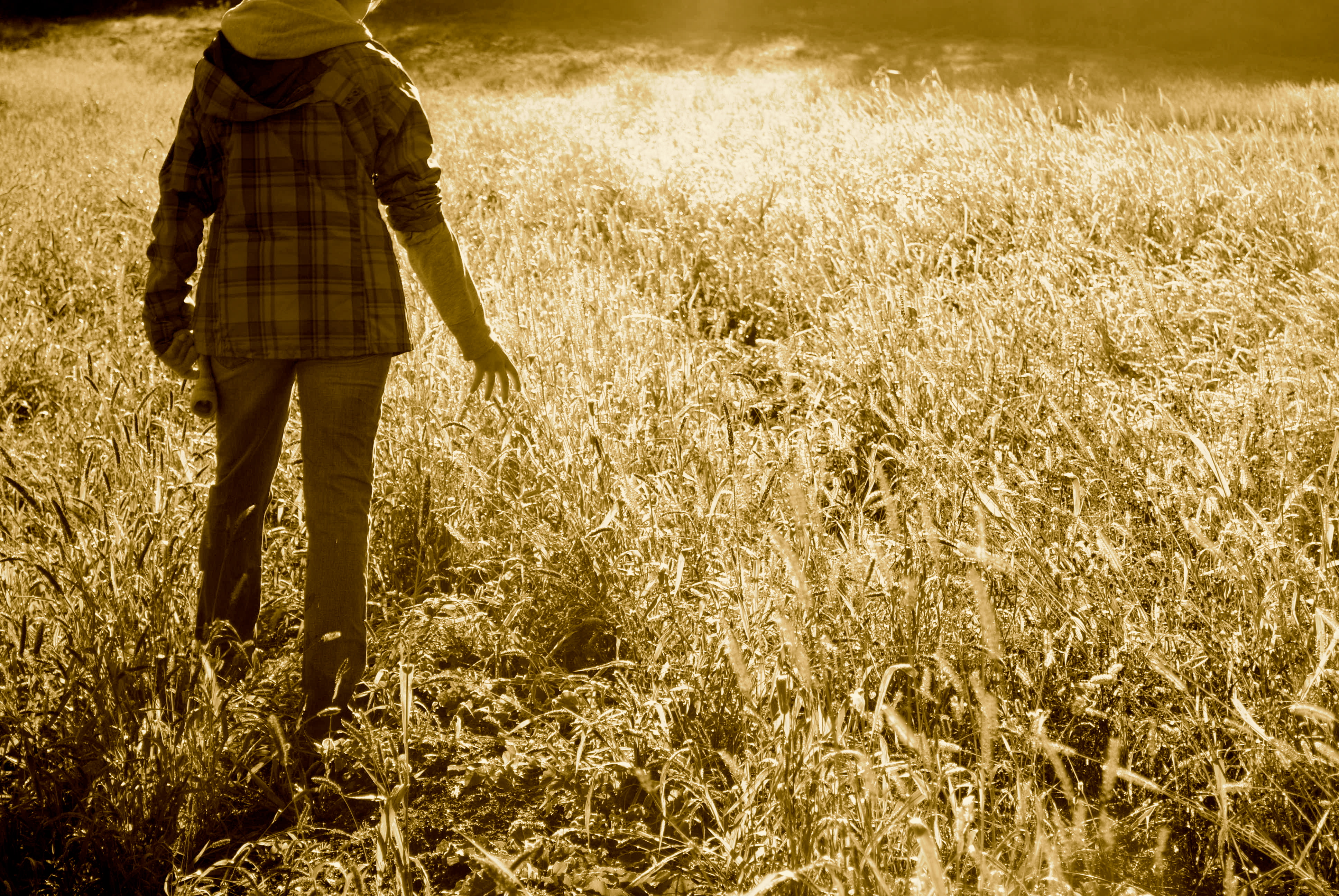 Golden Field