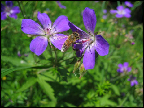 On a Cranesbill