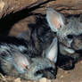 Aardwolves den