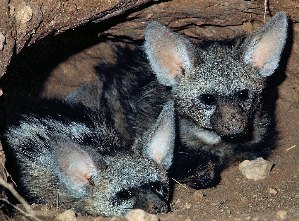 Aardwolves den