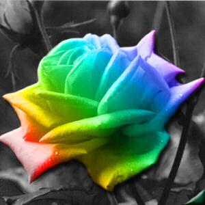 Rainbow rose