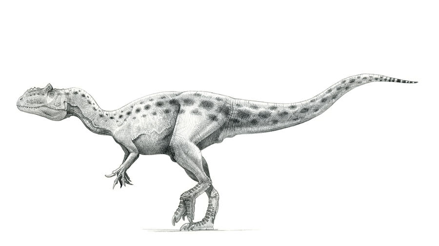 Allosaurus fragilis