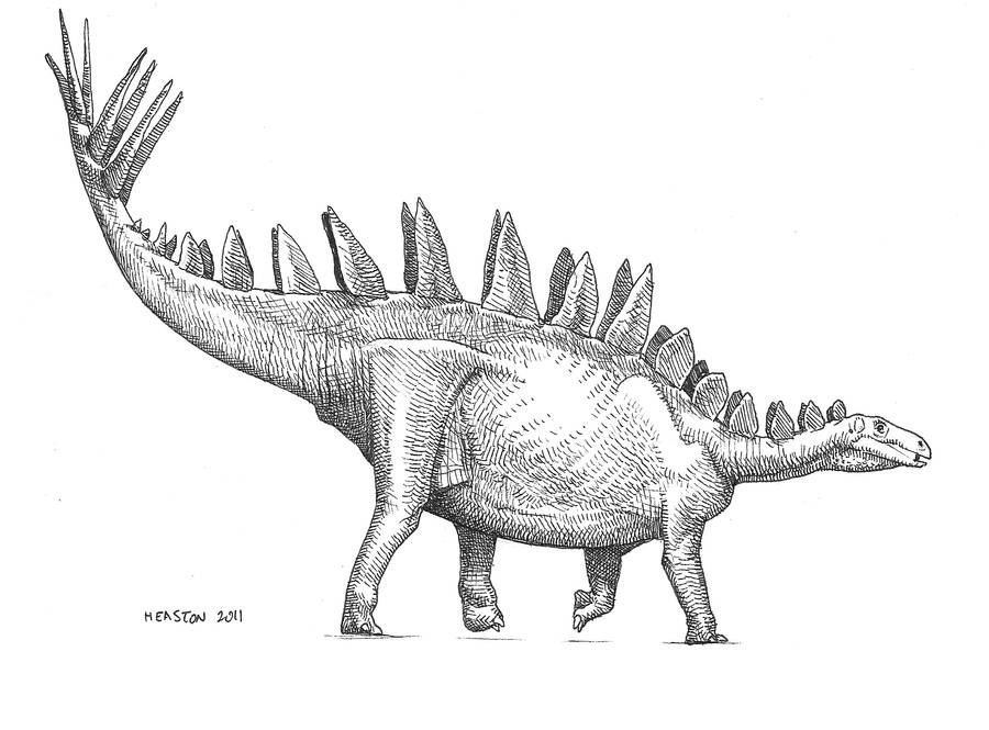 Tuojiangosaurus by pheaston