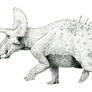 Triceratops