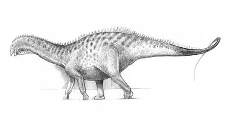 Dicraeosaurus