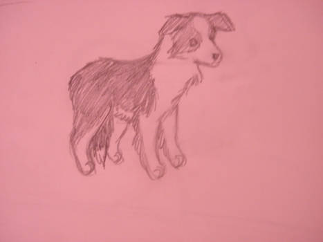 Border Collie