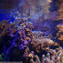 Coral reef 2