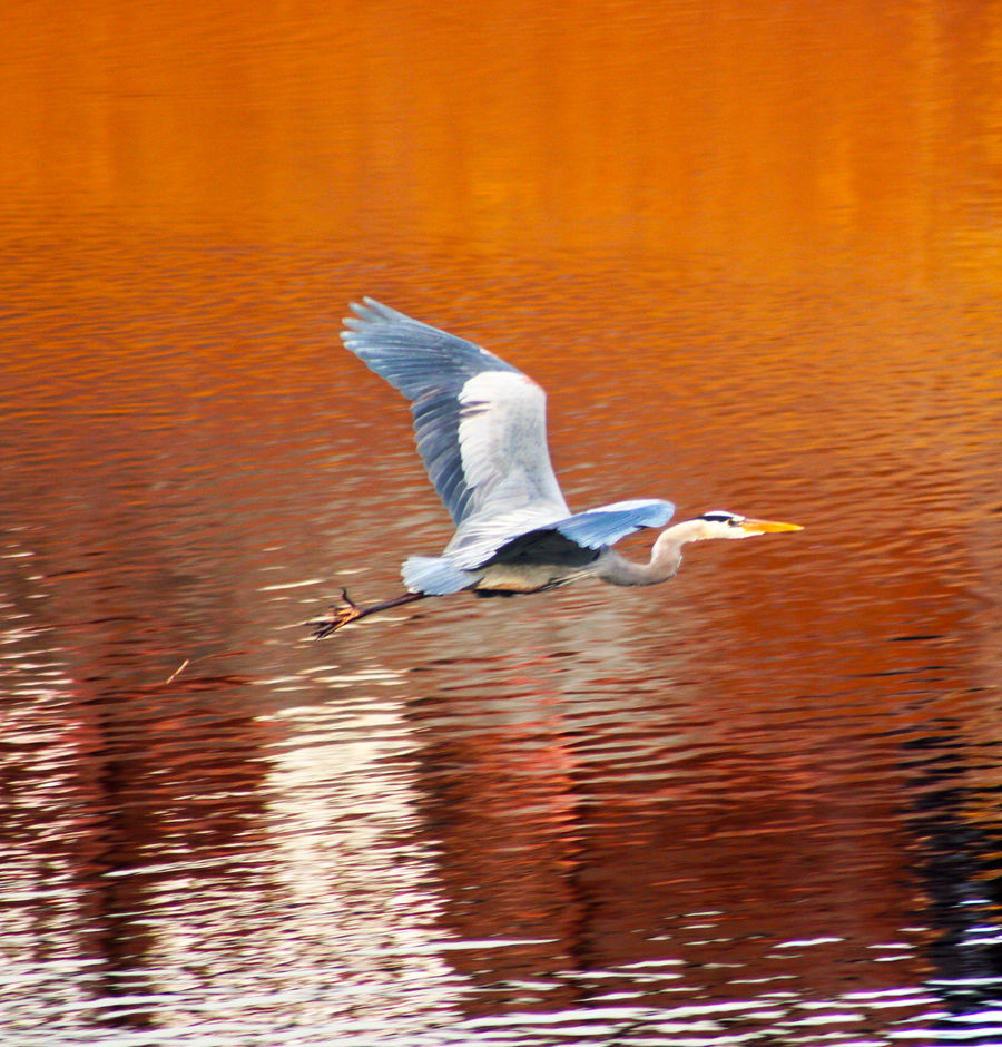 The Orange Flight