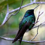 Hummingbird