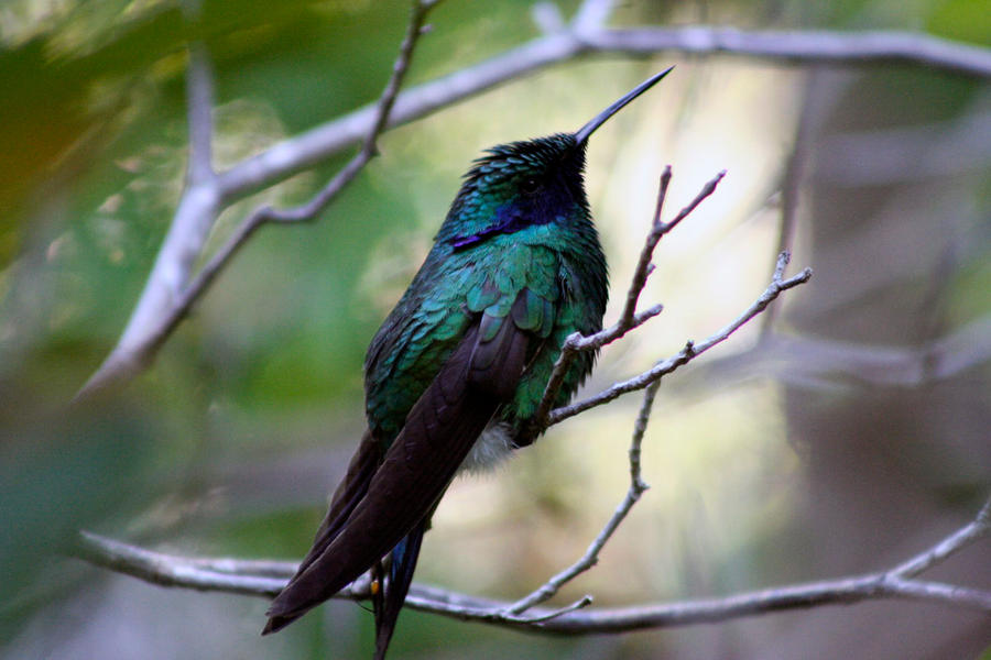 Hummingbird