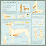 Species Reference Sheet: The Runner