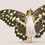 Butterfly fairy
