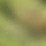Fairies on the branch