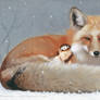 Fairy sleeping with a fox