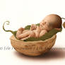 Bebe noix (peinture)