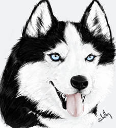 Husky