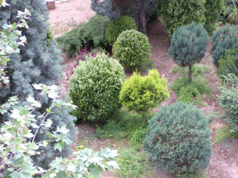 green trees